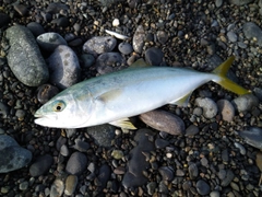 ワカシの釣果