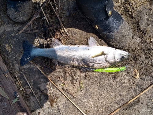 フッコ（マルスズキ）の釣果