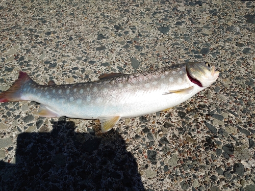 アメマスの釣果