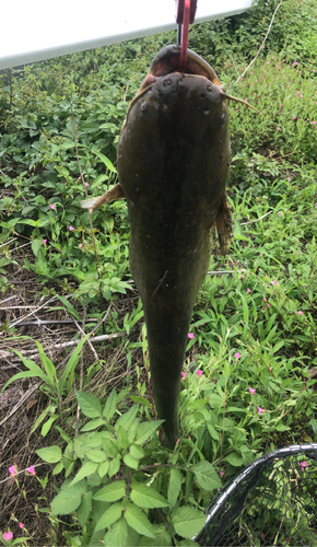 マナマズの釣果