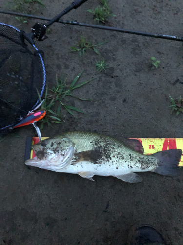 ブラックバスの釣果