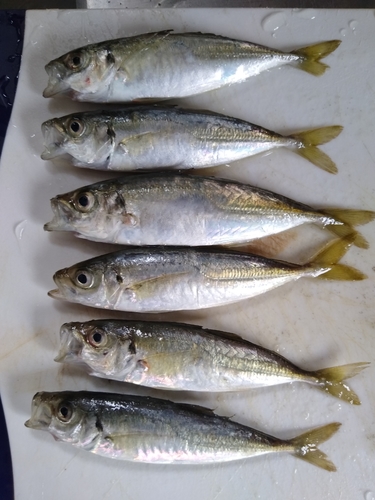 アジの釣果