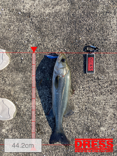 シーバスの釣果