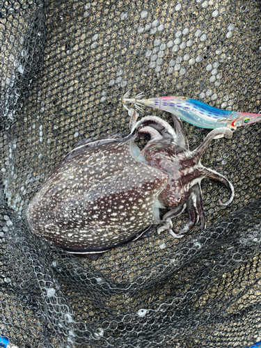 シリヤケイカの釣果