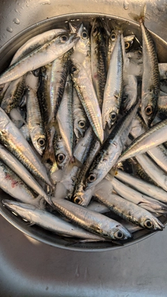 サバの釣果