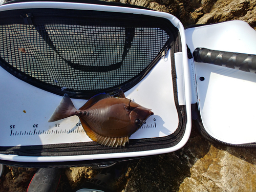 ニザダイの釣果