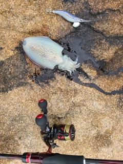 コウイカの釣果