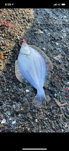 カレイの釣果