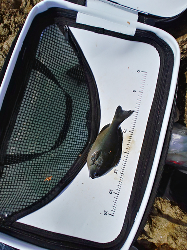 クチブトグレの釣果