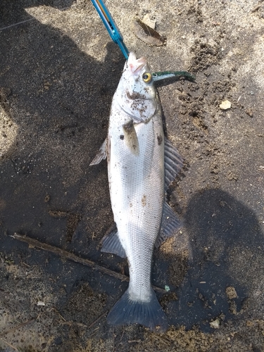 フッコ（マルスズキ）の釣果