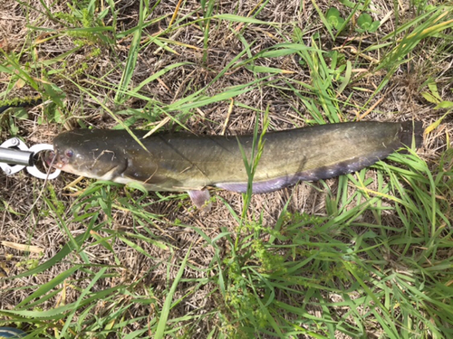 ナマズの釣果