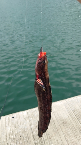 ギンポの釣果