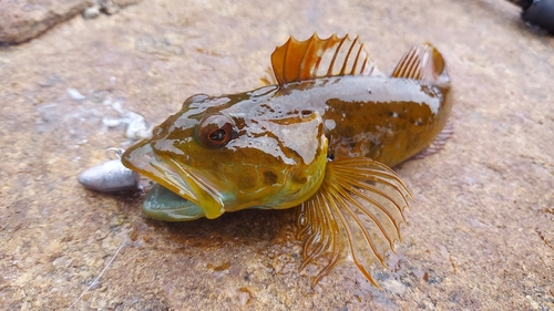 アナハゼの釣果