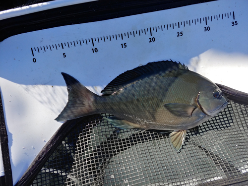 クチブトグレの釣果