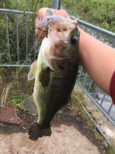 ラージマウスバスの釣果