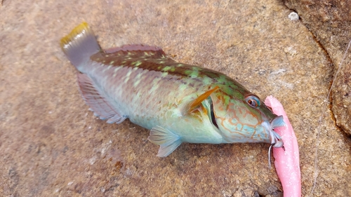 ベラの釣果