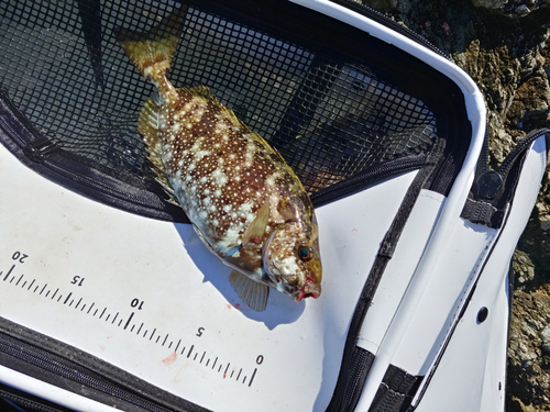 アイゴの釣果