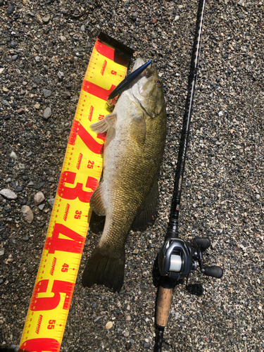 スモールマウスバスの釣果