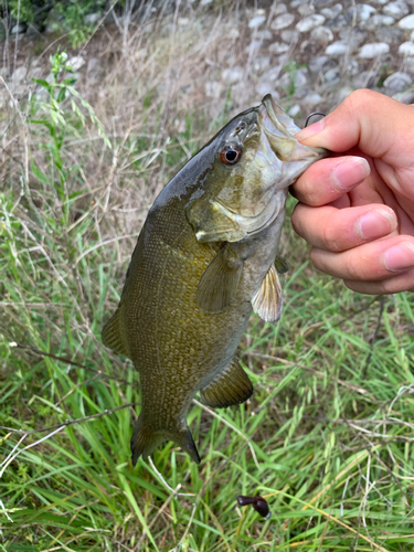 スモールマウスバスの釣果