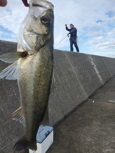 フッコ（タイリクスズキ）の釣果