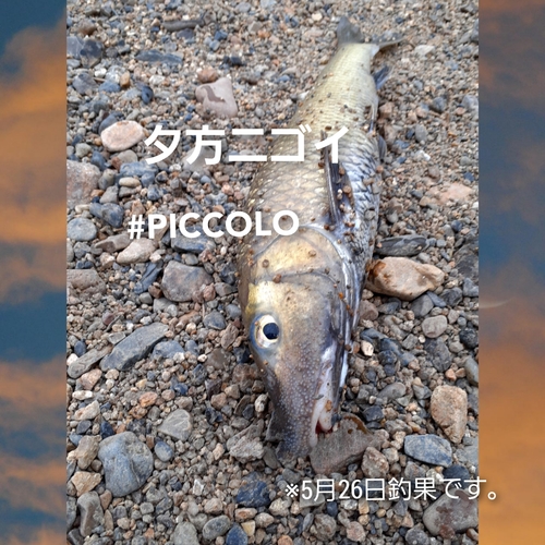 ニゴイの釣果