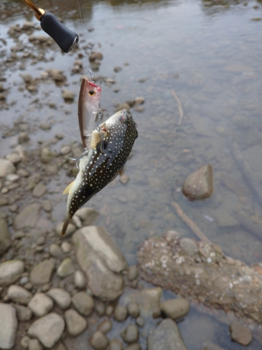 クサフグの釣果