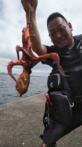 マダコの釣果