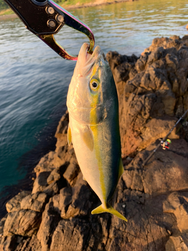 ワカシの釣果