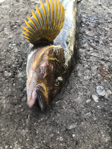 アイナメの釣果