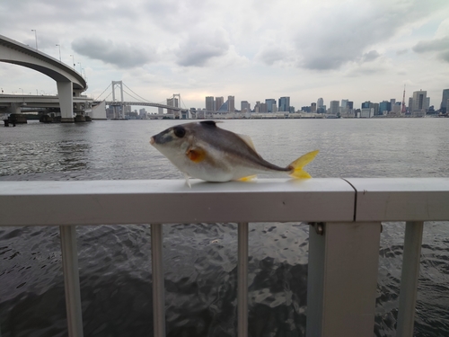 ギマの釣果