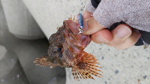 カサゴの釣果