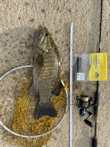 スモールマウスバスの釣果