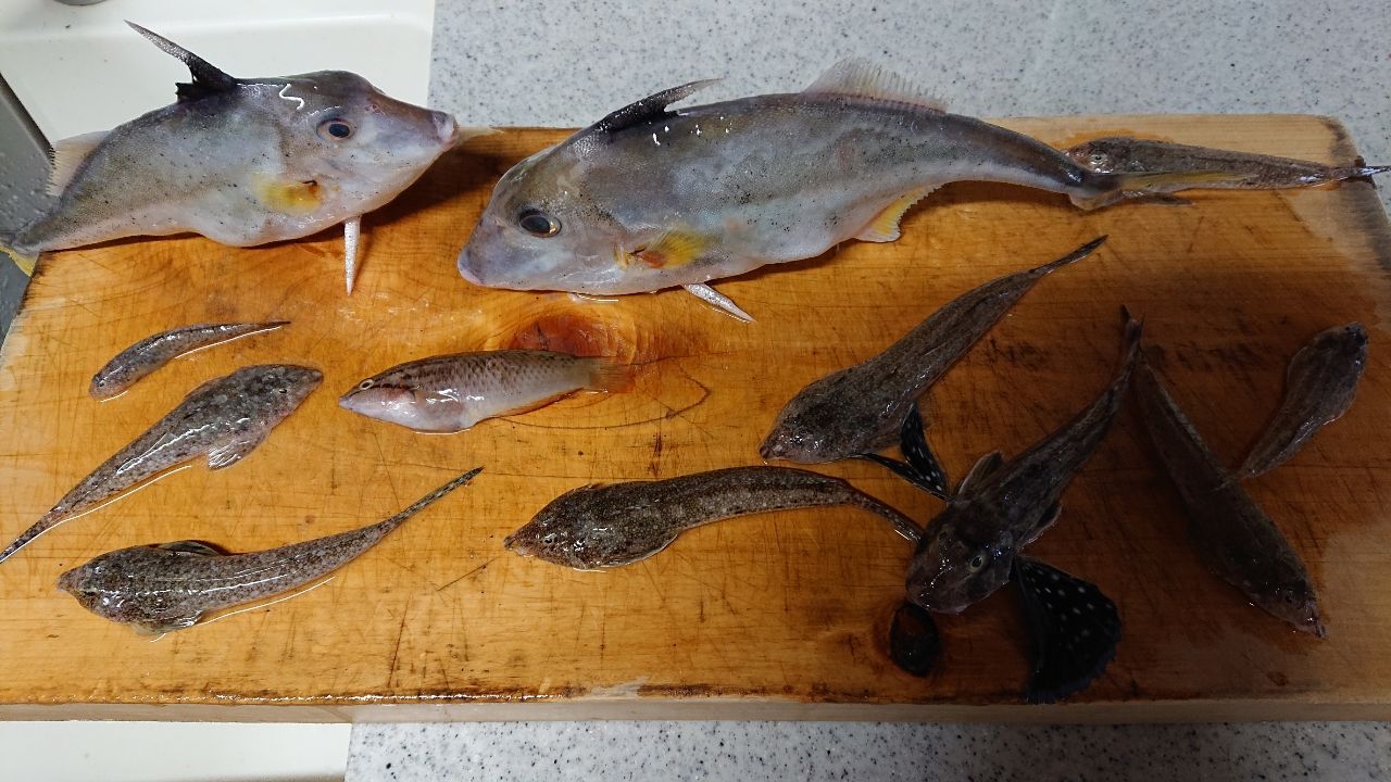ギマ