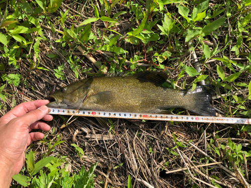 スモールマウスバスの釣果