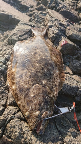 ヒラメの釣果