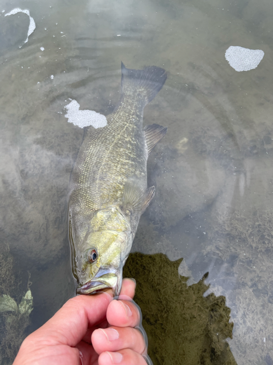 スモールマウスバス