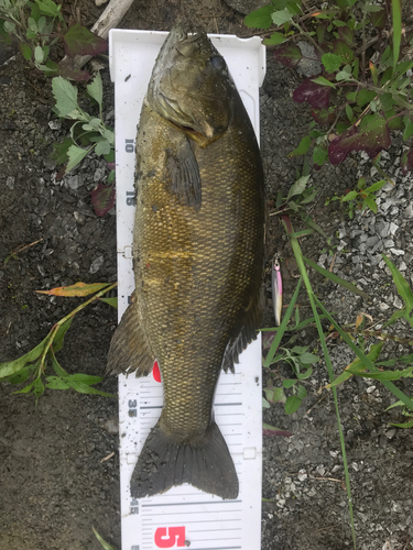 スモールマウスバスの釣果