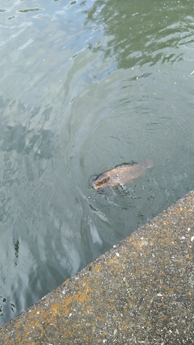 コイの釣果