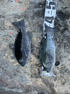 メジナの釣果