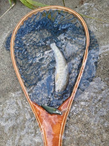 イワナの釣果