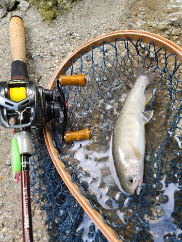 イワナの釣果