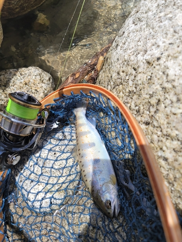 アマゴの釣果