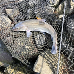 コイの釣果