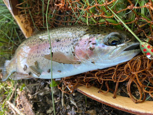 ニジマスの釣果