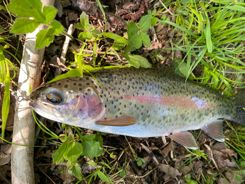 ニジマスの釣果