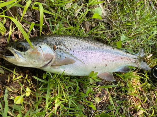 ニジマスの釣果