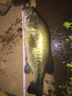 ラージマウスバスの釣果