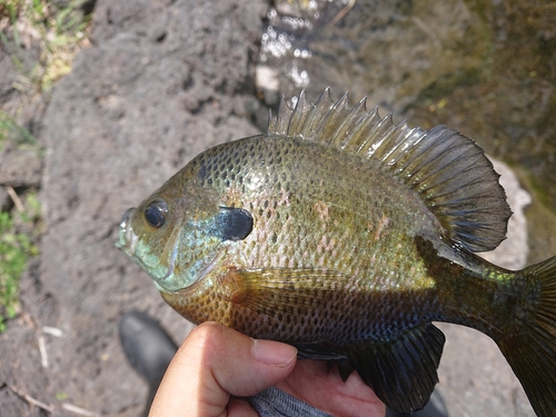 ブルーギルの釣果