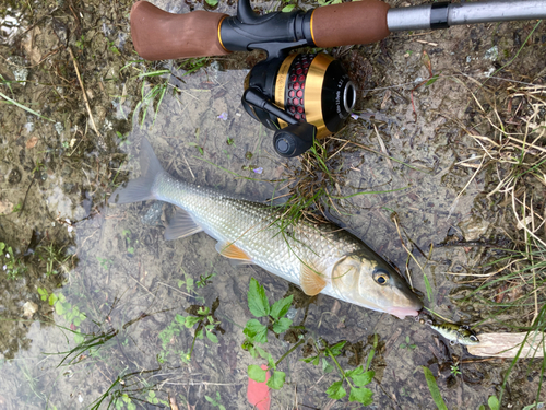 ニゴイの釣果