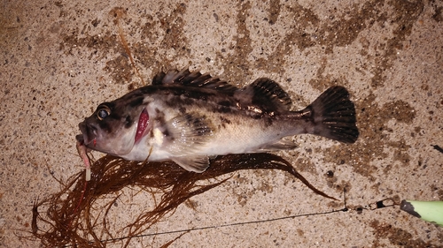 クロソイの釣果